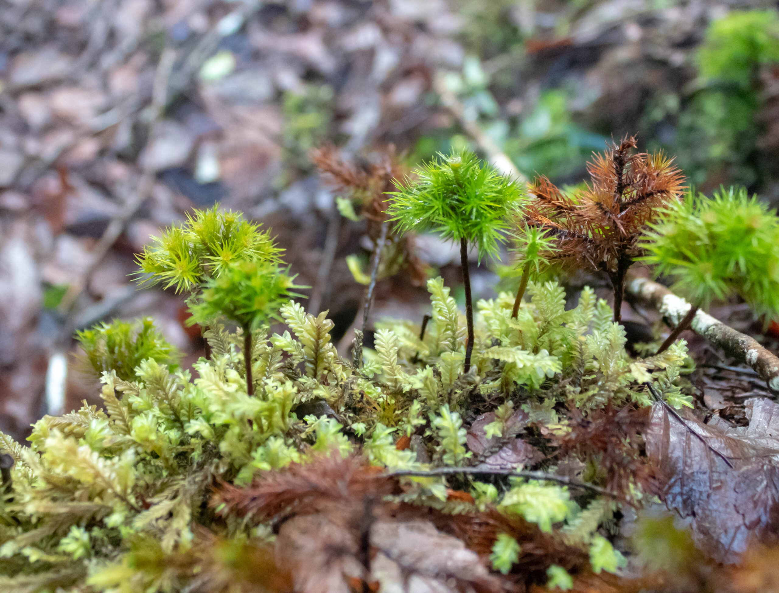 BIOFOREST trabaja en conjunto con ECOGEN con ADN Ambiental