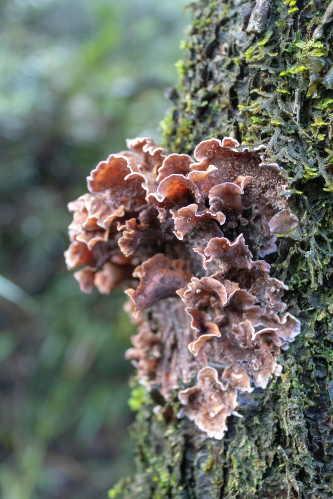 EOCGEN trabaja biodiversidad con LEMU